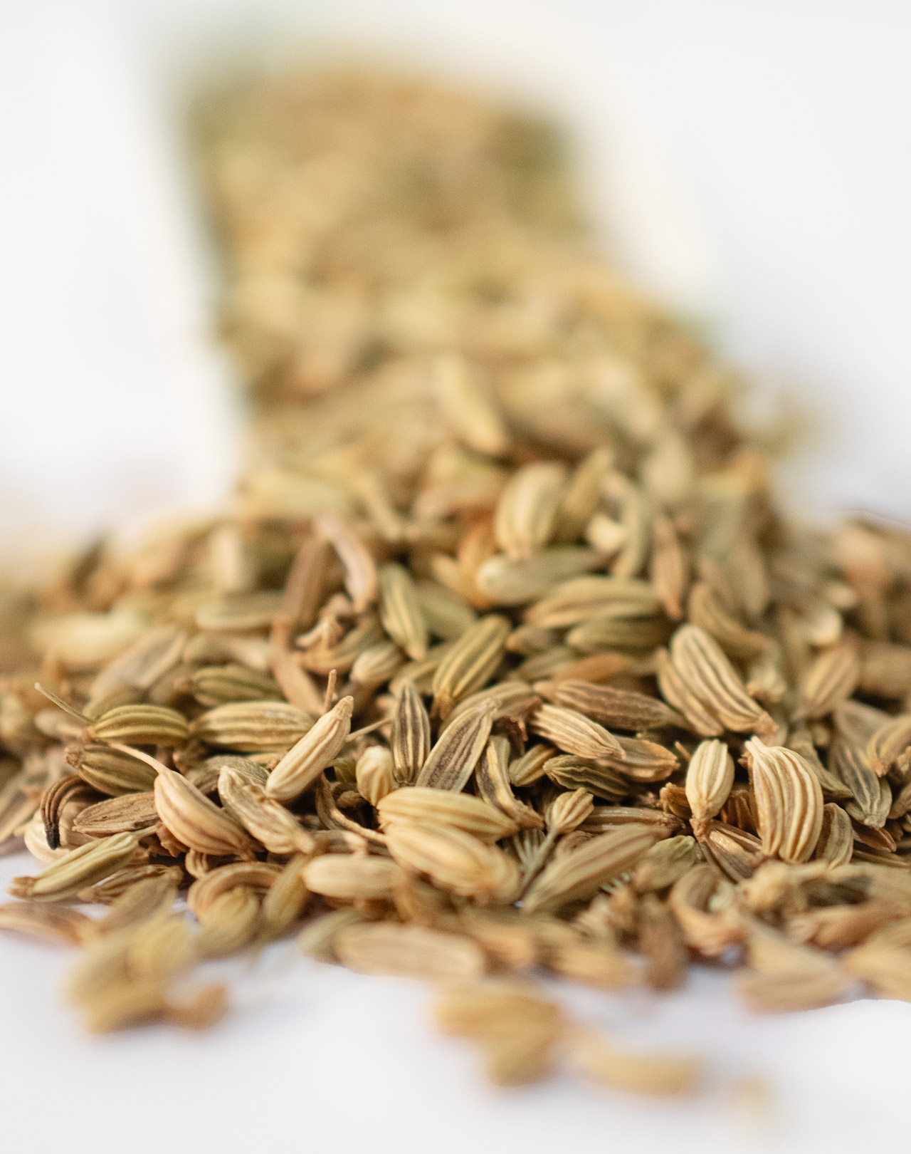 Fenchel Fenchel